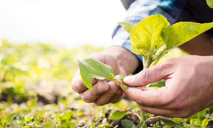 srisuktamorganics.com